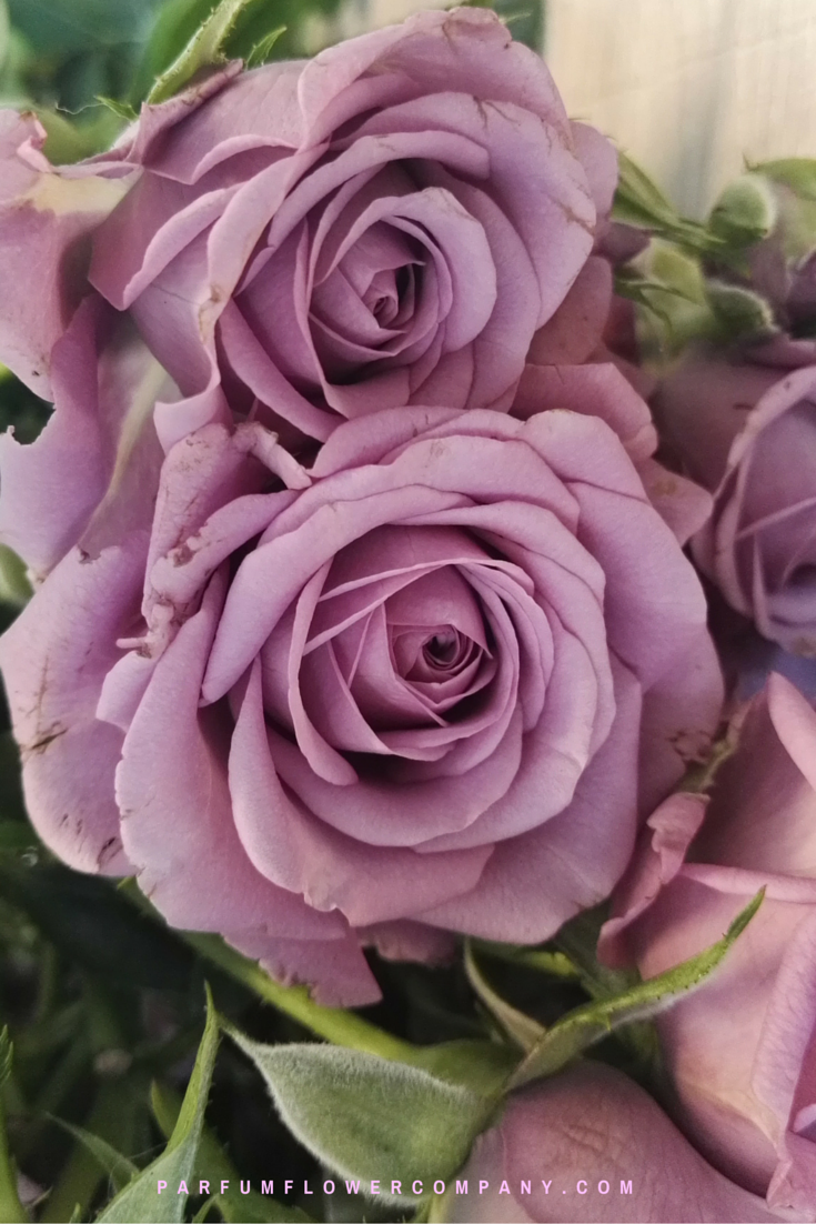 Spray roses Purple Symphonica Parfum Flower Company