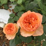 Orange Romantica from Wans Roses