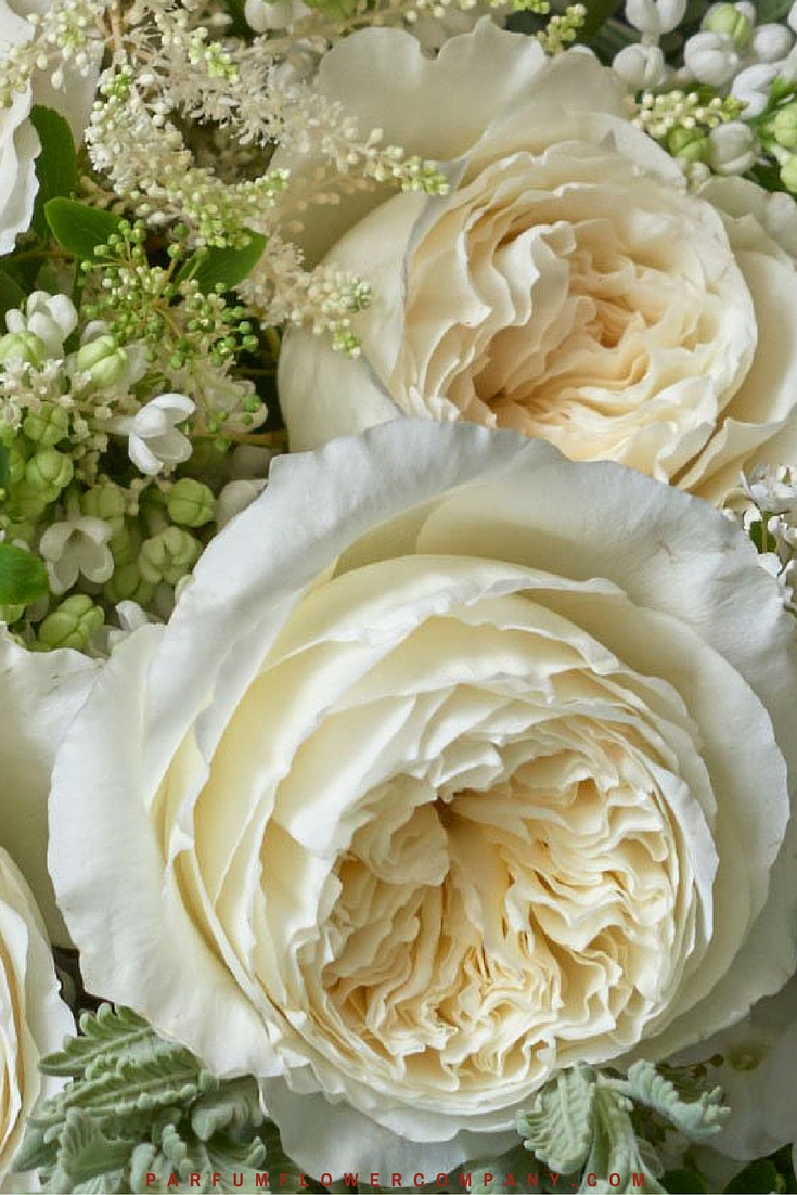 White Garden Rose Bouquet white garden rose bouquet - zandalus White Garden Rose Bouquet white garden rose bouquet - zandalus