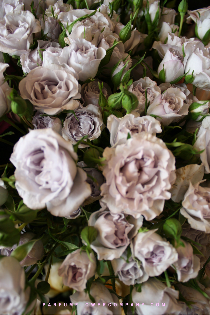 Premium Garden Rose Everlasting Lavender