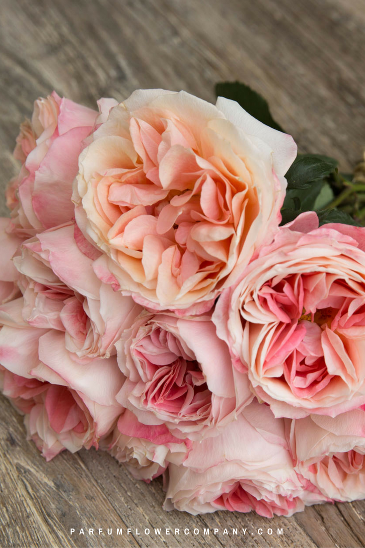 Premium Garden Rose Princess Aiko