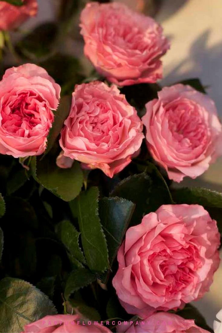 Premium Garden Rose Mayra's Rose