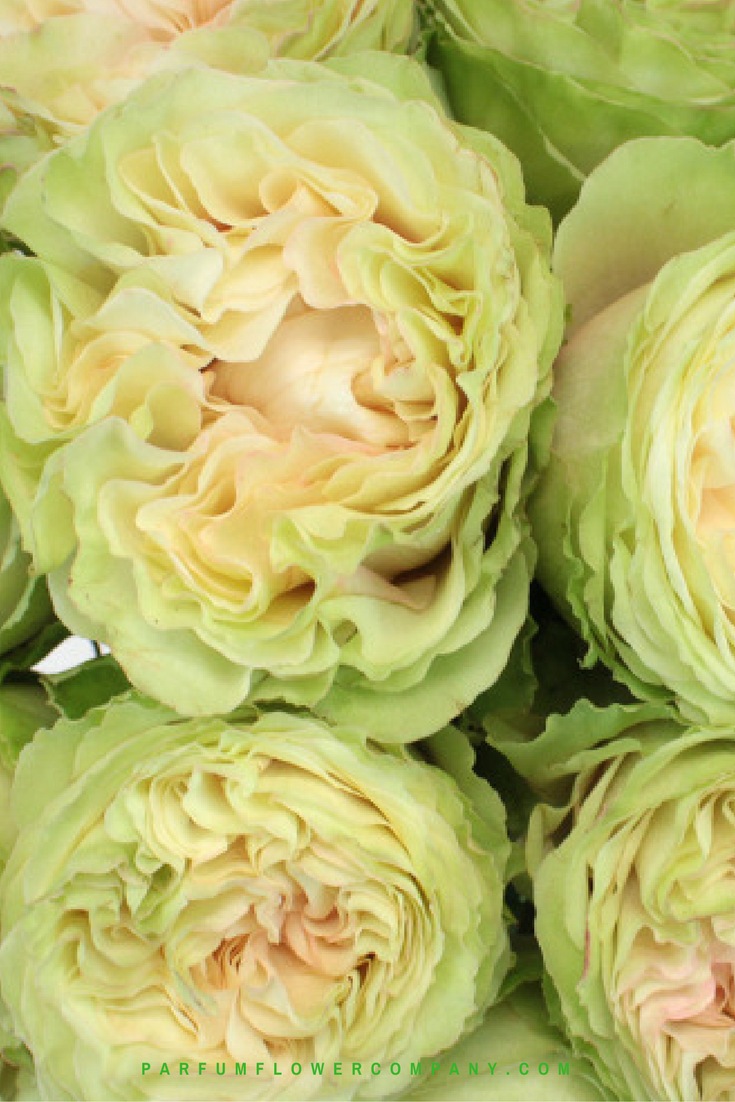 Premium Garden Rose Mayra's Green