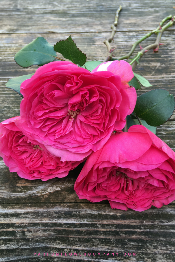 Premium Garden Rose Baronesse