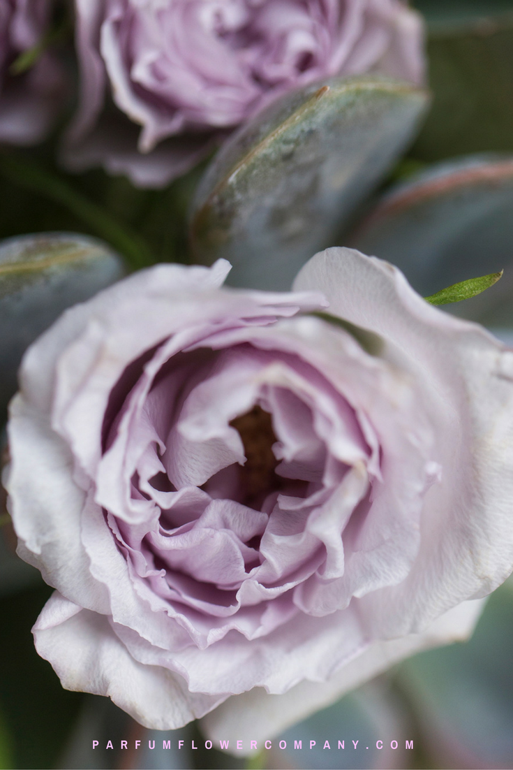 Premium Garden Rose Everlasting Lavender