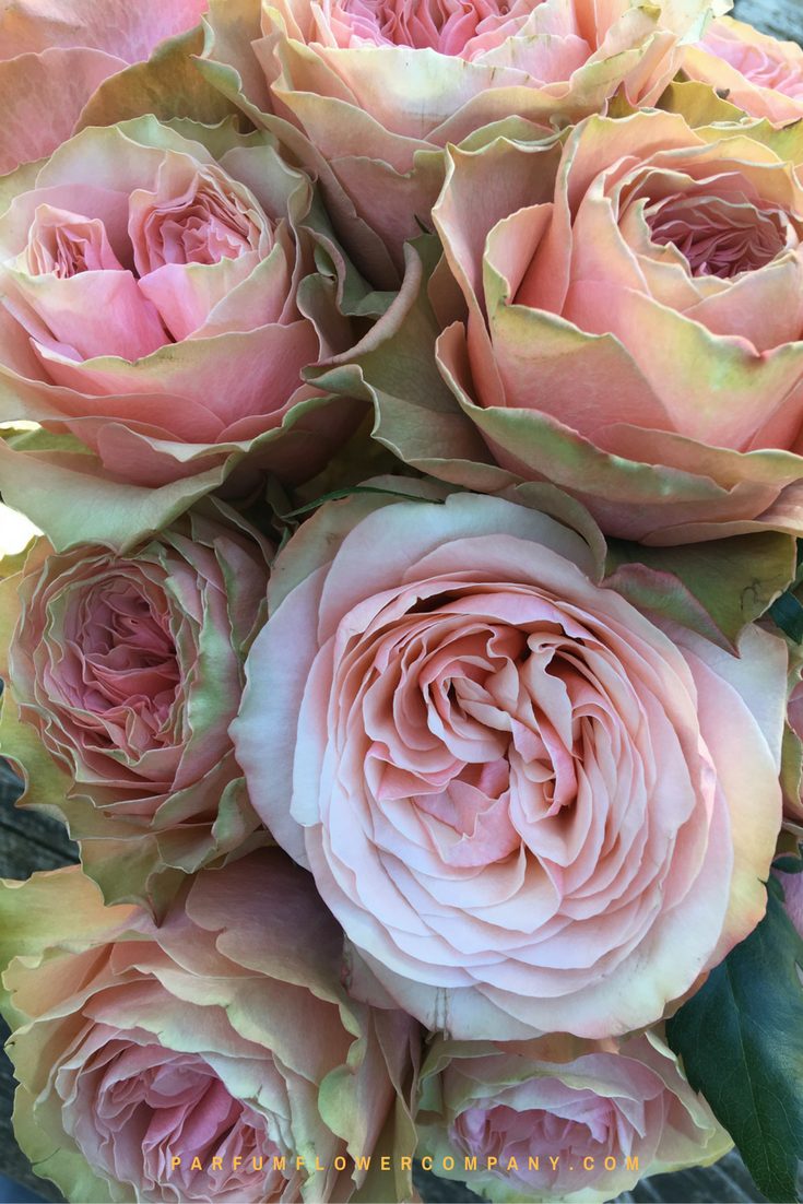 Premium Garden Rose Kahala