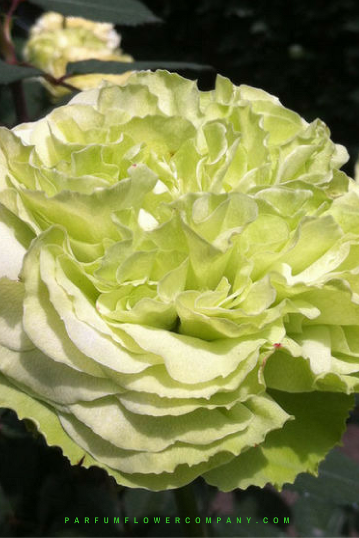 premium garden rose mayra 39 s green hearts pink