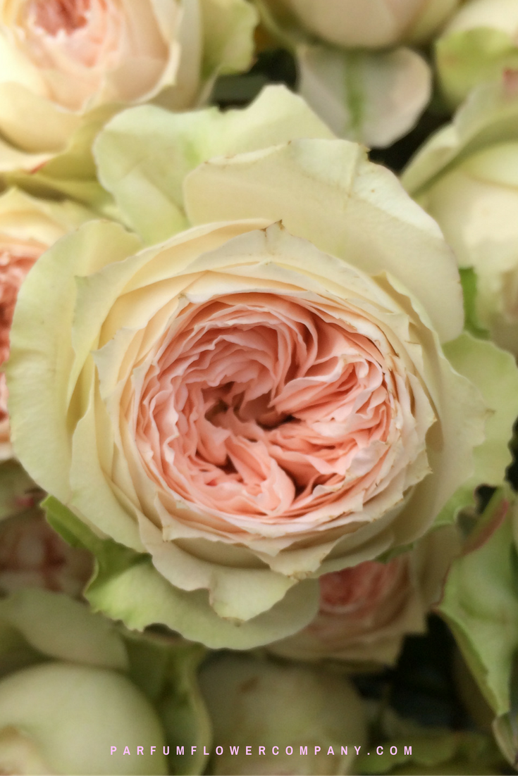 Premium Garden Rose Pavlova