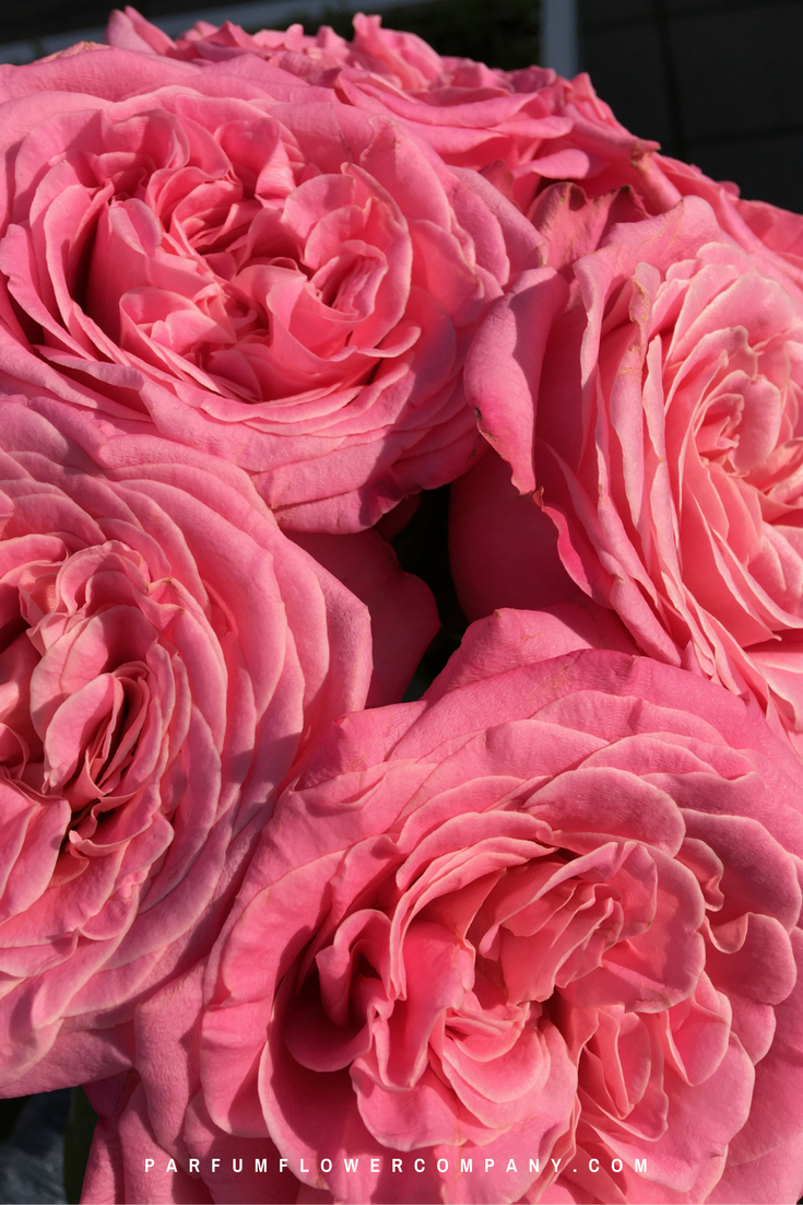 Premium Garden Rose Ashley