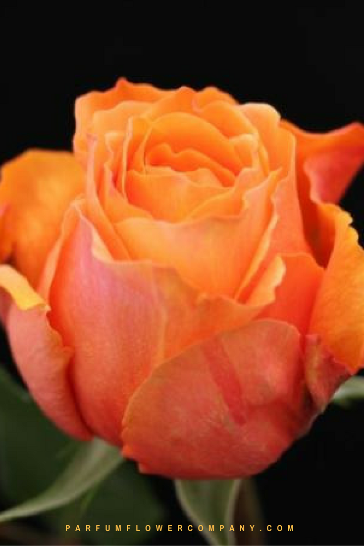 Premium Garden Rose Caraluna