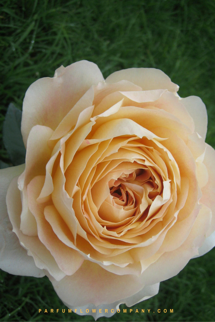 Premium Garden Rose Caramel Antike
