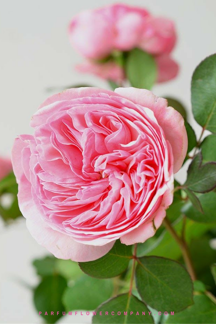 Premium Garden Rose Maria Theresia