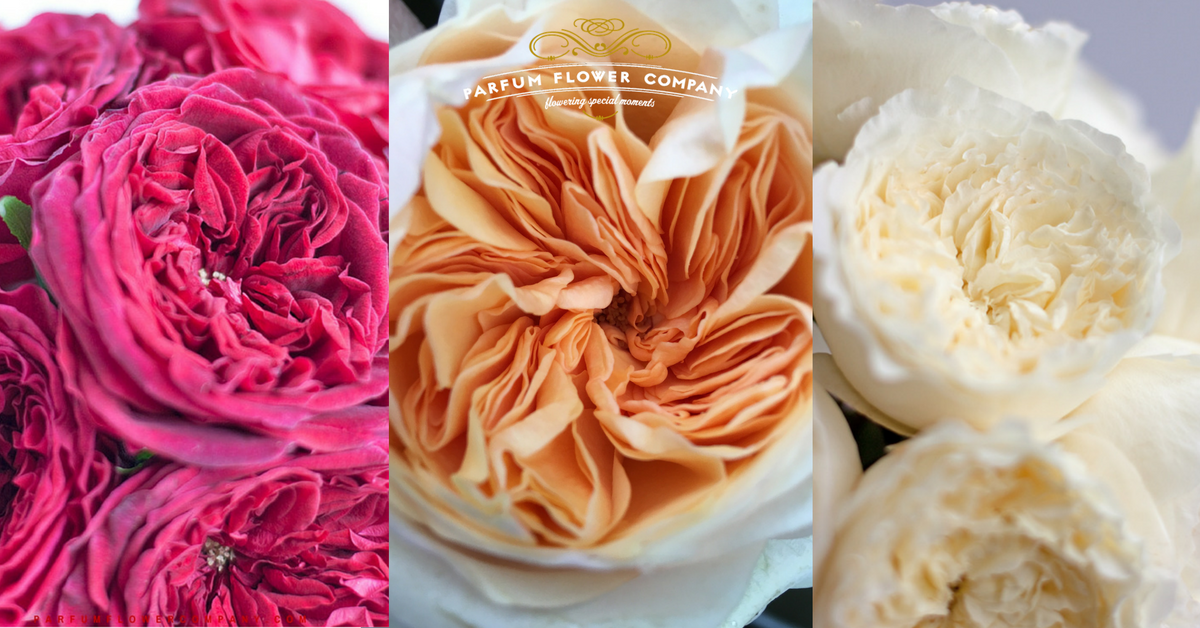 The top 10 David Austin Wedding Roses - Parfum Flower Company