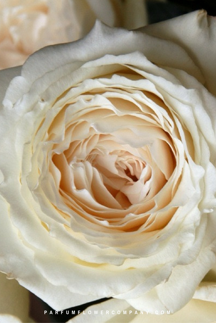 premium garden rose princess miyuki hearts pink