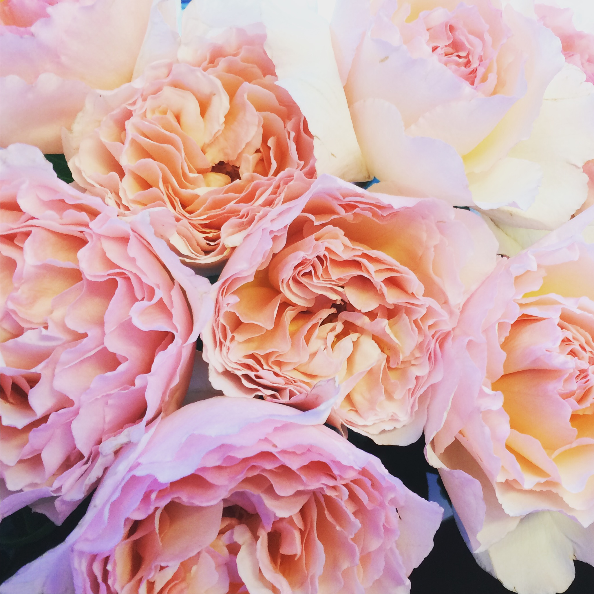 wouter s top 3 scented roses wouter s top 3 scented roses