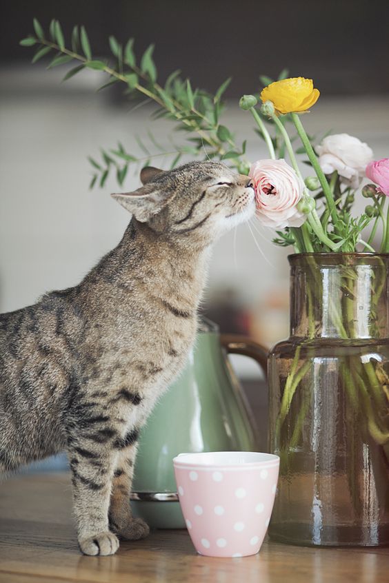 Smell the flowers...Even cats can appreciate a nice bouquet. 