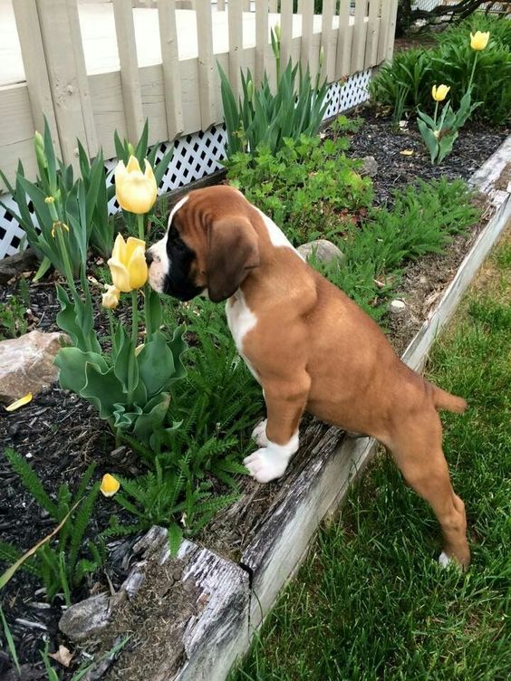 Boxer puppy discovering the world with his nose. 