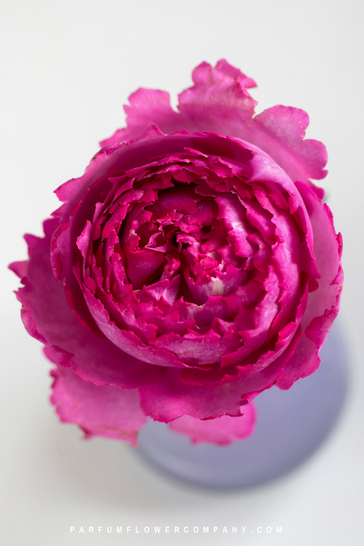 Pink roses for this wedding season: Meilland Jardin & Parfum rose Yves Piaget