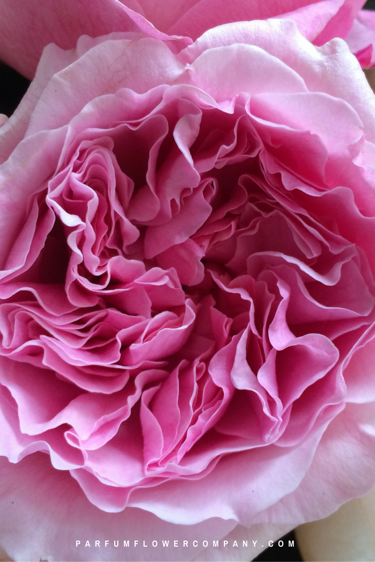 Pink roses for this wedding season: David Austin Miranda