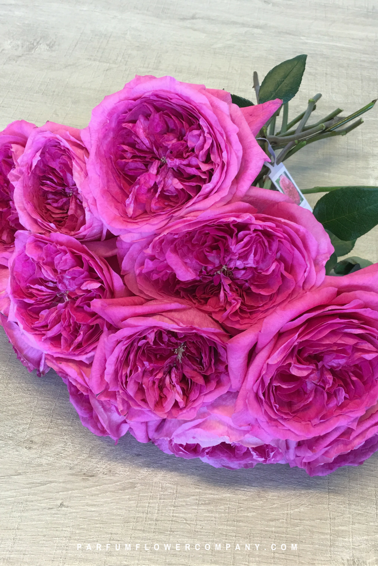 David Austin Wedding Rose Capability - Parfum Flower Company