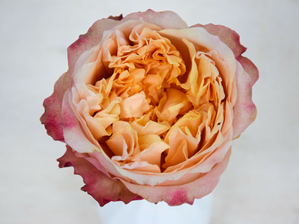 david austin wedding roses collection