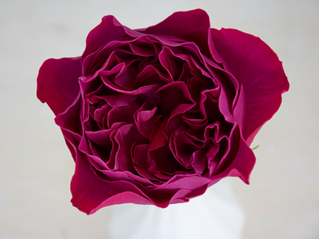 david austin wedding roses collection