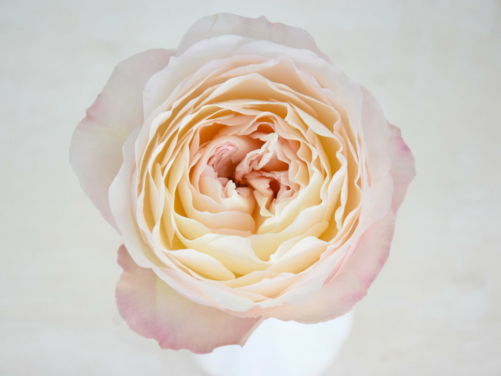 David Austin Wedding Rose Keira Parfum Flower Company