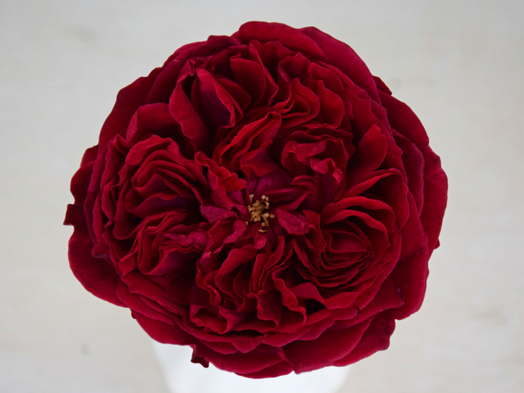 David Austin Wedding Rose Tess - Parfum Flower Company