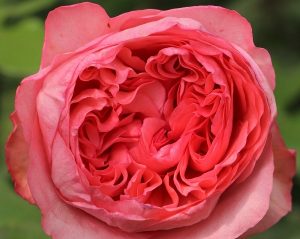 Mademoiselle Meilland Garden Rose