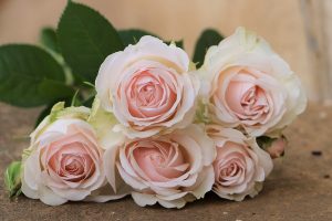 Moonstone - Gem Garden Roses