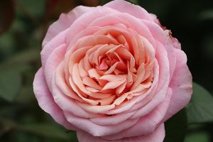 Paco Rabanne Garden Rose