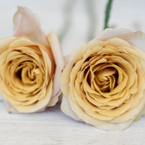Golden Mustard roses