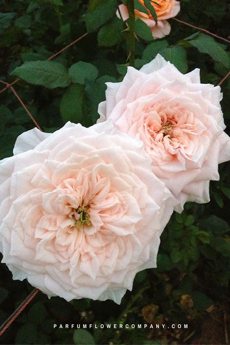 Wabara Tsumugi - Japanese garden roses | Parfum Flower Company