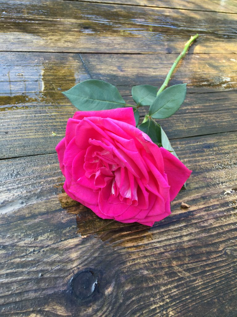 Smelling roses by Jacques Coolen - Lolita Lempicka