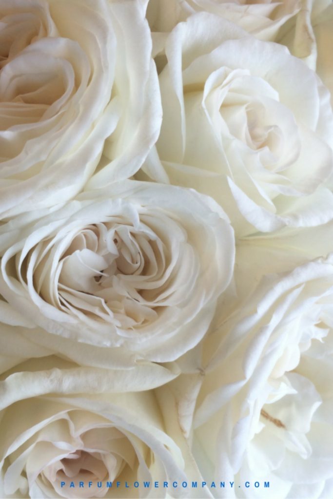 Smelling roses by Jacques Coolen - Jeanne Moreau