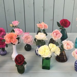 Hannah Gardens roses