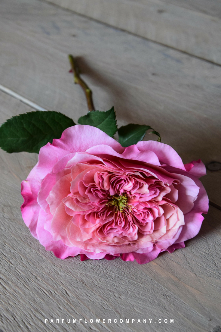 Wabara Miyabi - Japanese garden roses | Parfum Flower Company