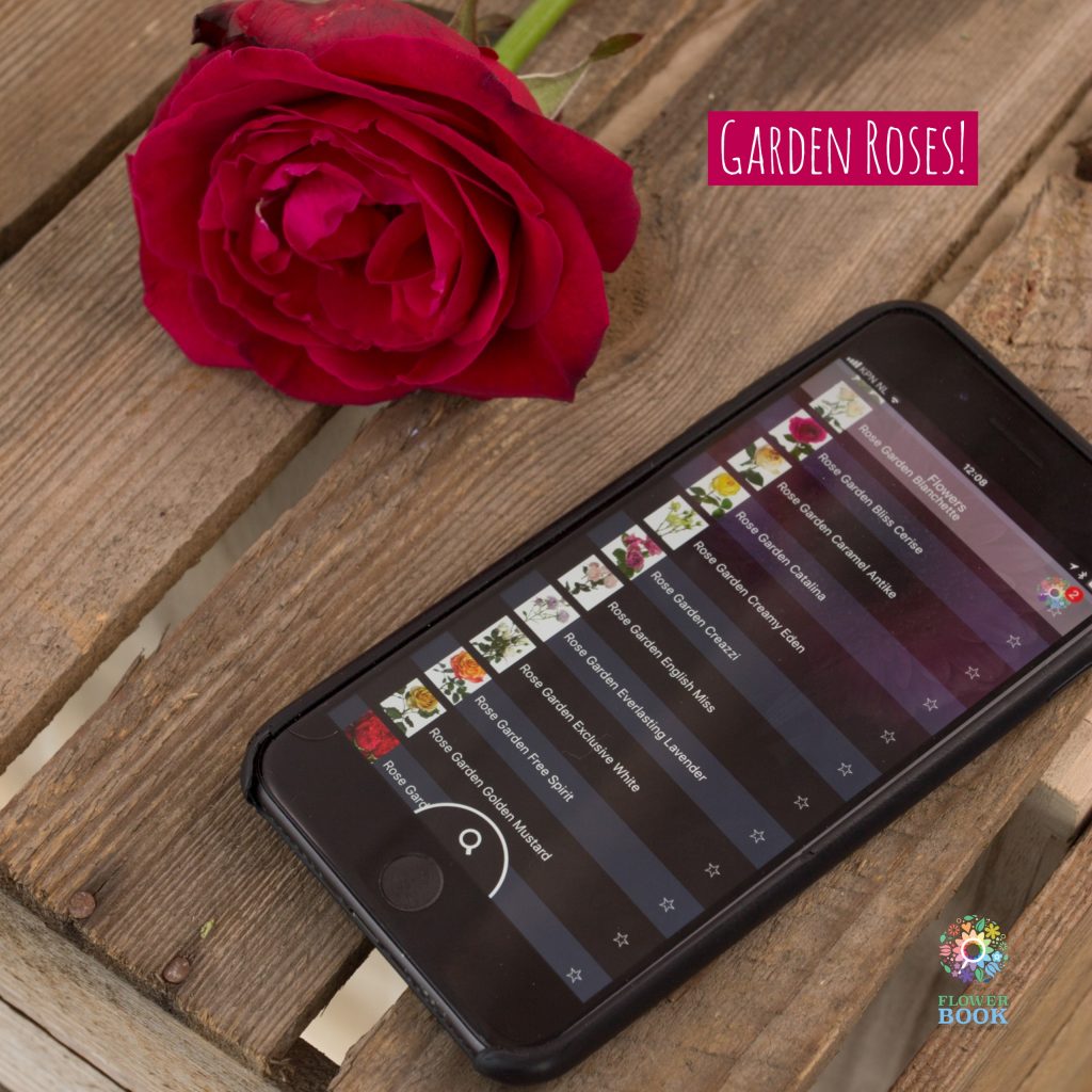 FLOWER BOOK a musthave tool when seeking garden roses?