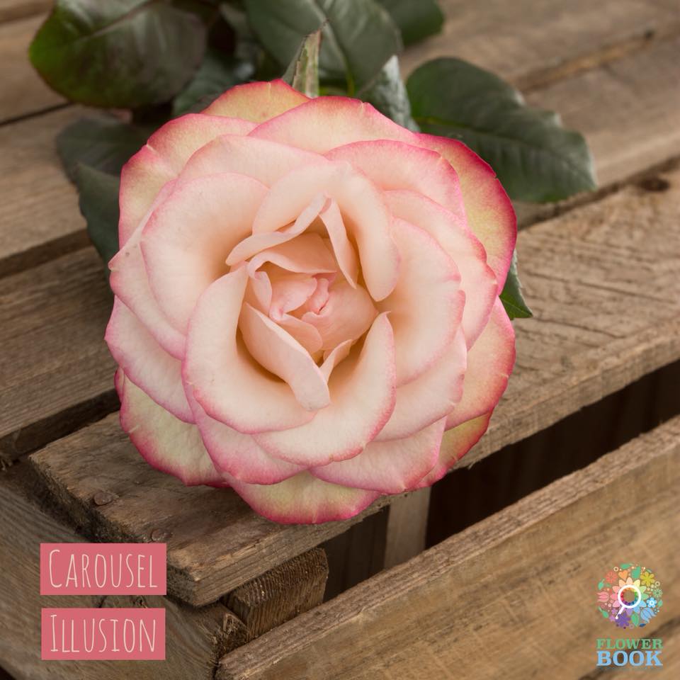 FLOWER BOOK a musthave tool when seeking garden roses?