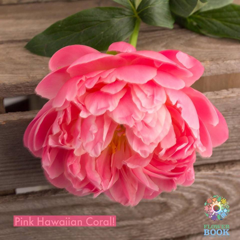 FLOWER BOOK a musthave tool when seeking garden roses?