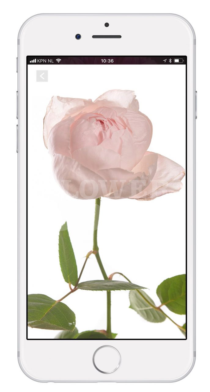 FLOWER BOOK a musthave tool when seeking garden roses?