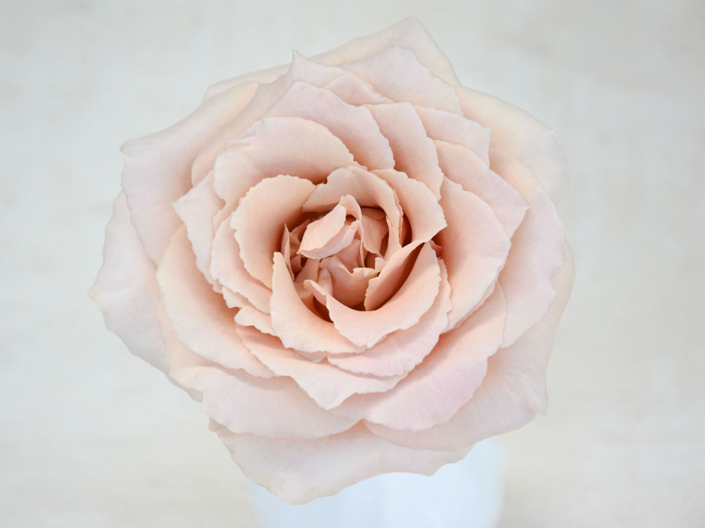 bridesmaid rose