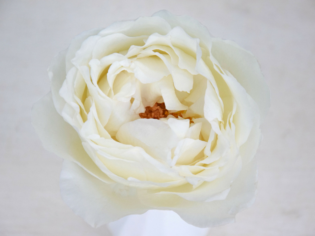 rosiers meilland parfumés