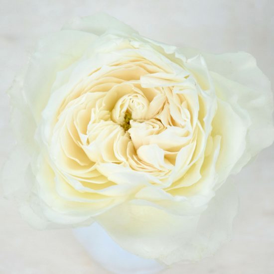 Premium Garden Rose Princess Suki - Parfum Flower Company