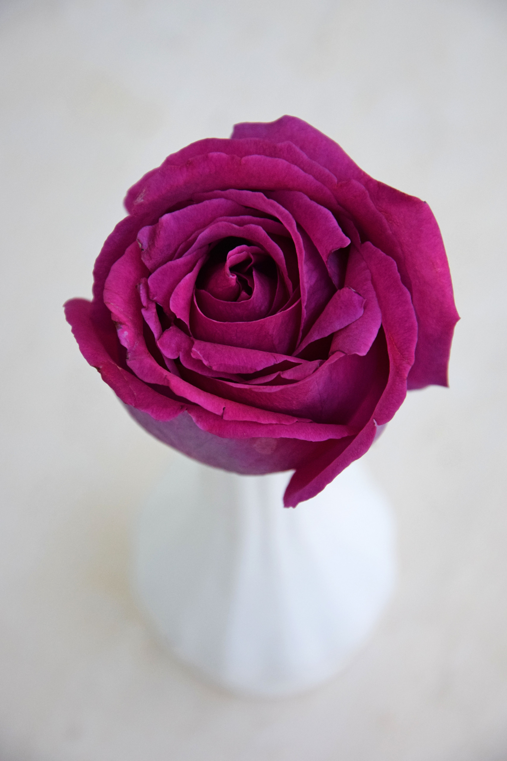 Not long ago this rose was renamed after the beautiful hotel on the Cote D'Azur: Belles Rives. Before then this rose was also known as 'Greffe de Vie' or 'Purple Perfumella'.