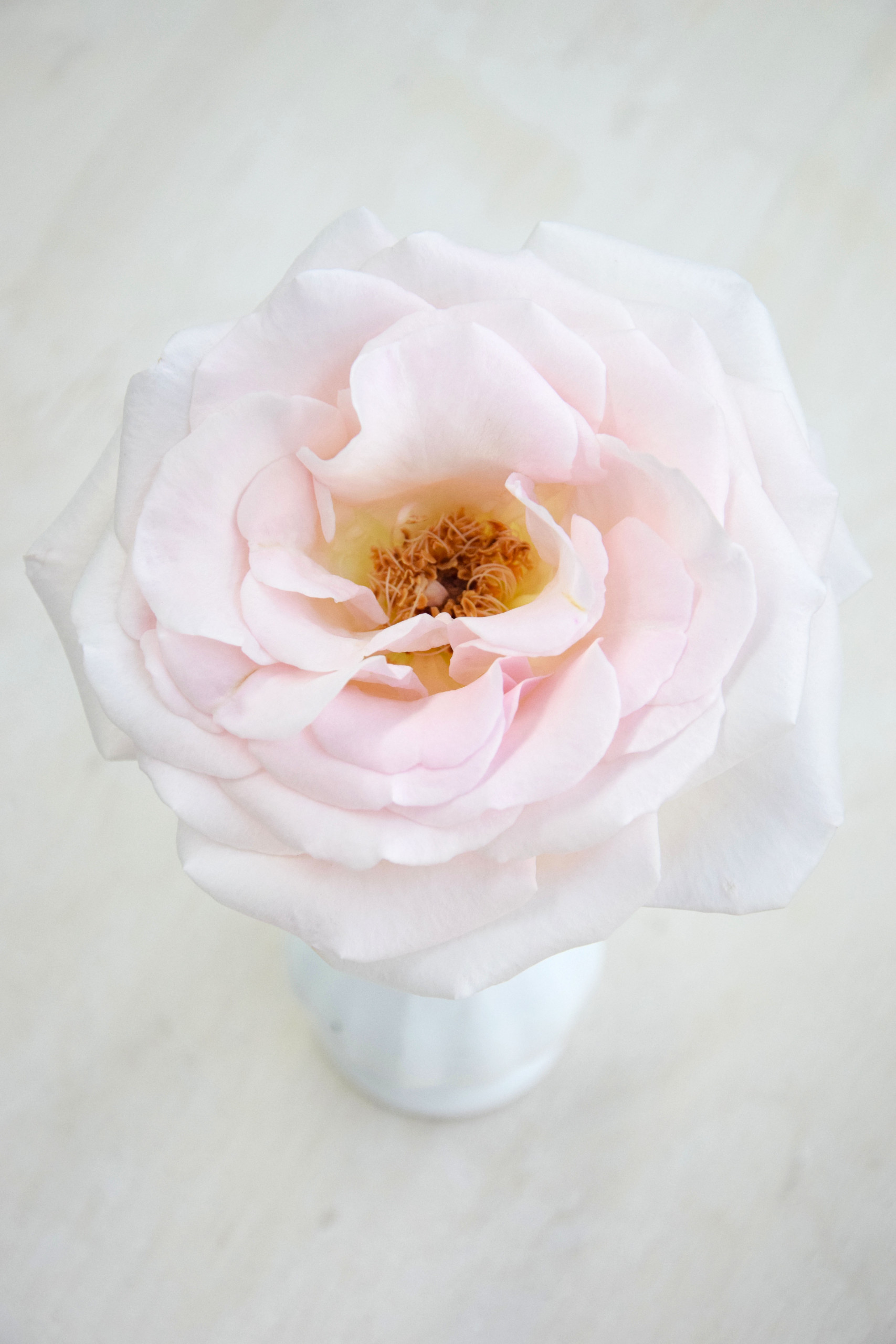 With a diameter of roughly 12 centimeters, the scented rose Prince Jardinier is a top pick of many florists and floral designers.