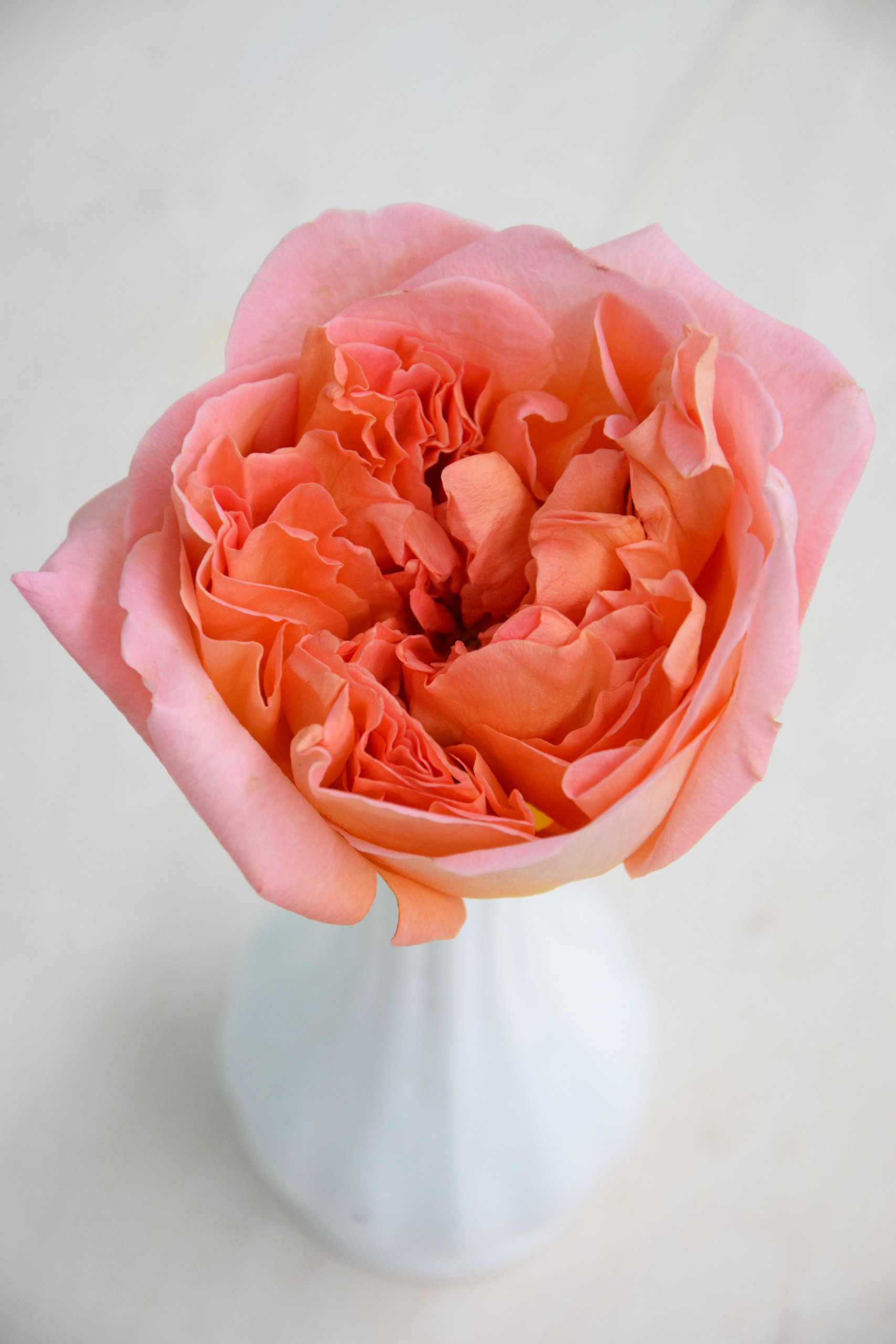 Rene Goscinny is a deeply filled garden rose with a light apricot perfume. Each rose is a little different in color from one another. Sometimes a little darker peach in the center, sometimes more to mango orange color.