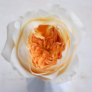 david-austin-wedding-rose-effie-alexandra-farms