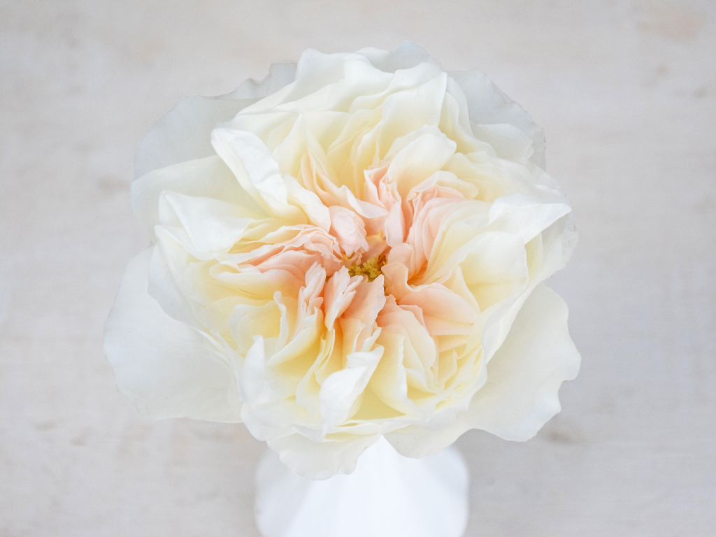 /"THE WEDDING ROSE/" by A Special Passion