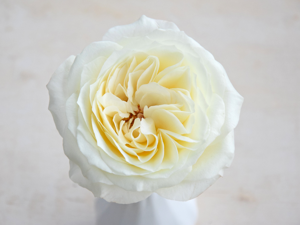 Three New David Austin Wedding Event Roses For 2019
